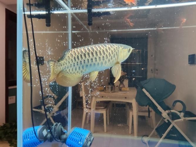 廣州哪里是批發(fā)龍魚的市場地址啊圖片