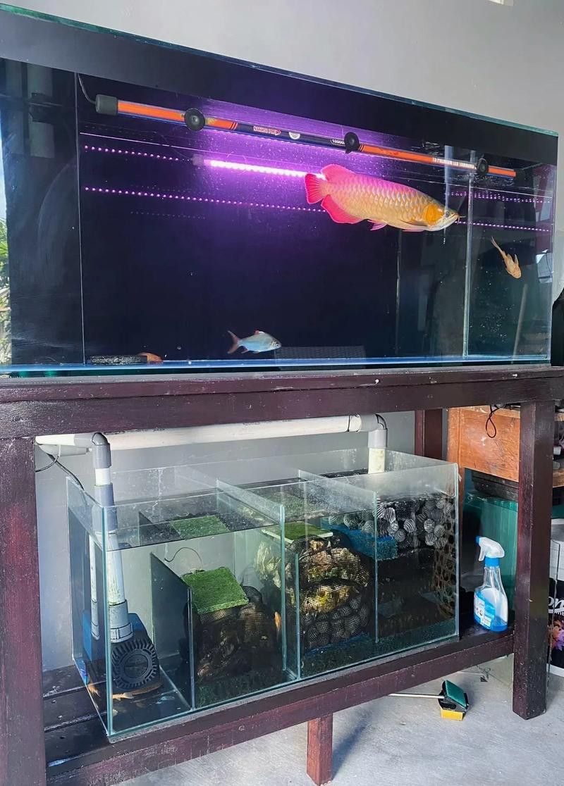 廣州哪里是批發(fā)龍魚的市場地址啊圖片