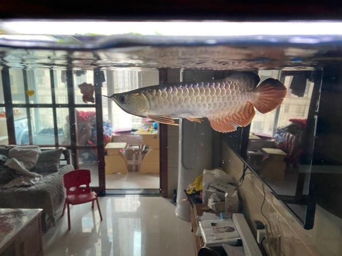 廣州哪里是批發(fā)龍魚的市場地址啊圖片