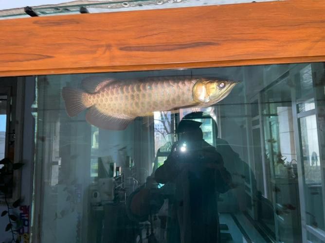 廣州哪里是批發(fā)龍魚的市場地址啊圖片