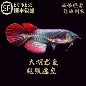 紅龍魚介紹作文怎么寫的（紅龍魚和紅龍魚有什么區別紅龍魚和紅龍魚有什么區別）