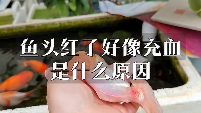 如何預防魚頭再次充血?