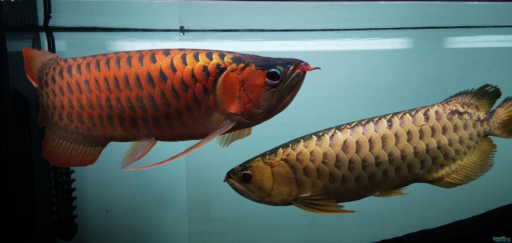 提供幾張龍魚溶鱗中期的圖片