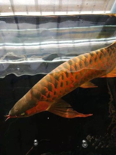 提供幾張龍魚溶鱗中期的圖片