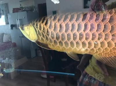 養(yǎng)龍魚不開燈會死嗎：養(yǎng)龍魚并不是必須一直開燈，