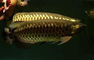 龍魚老三樣隔天（“龍魚老三樣隔天”指的是在治療龍魚疾病中的重要組成部分）