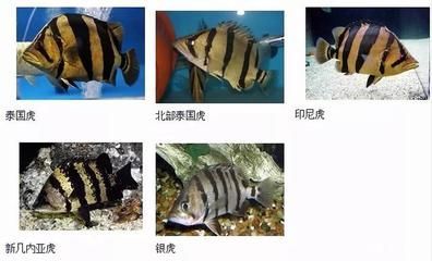 印尼虎魚苗混養(yǎng)飼料選擇指南：印尼虎魚苗混養(yǎng)的注意事項