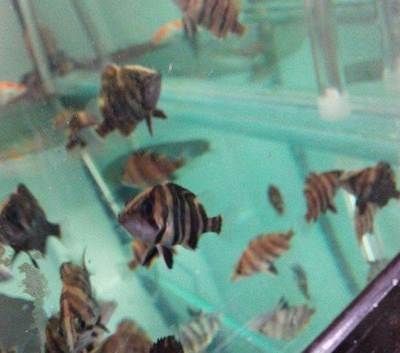 印尼虎魚苗混養(yǎng)飼料選擇指南：印尼虎魚苗混養(yǎng)的注意事項