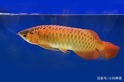 巨型紅龍魚圖片大全欣賞圖