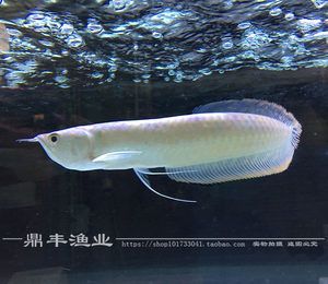 黃化銀龍魚和銀龍有什么區別【腦圖思維導圖思維導圖思維導圖思維導圖思維導圖思維導圖】