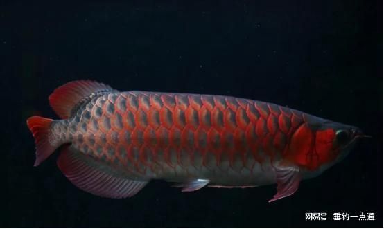 紅龍魚的寓意和象征（紅龍魚的含義和寓意是什么）