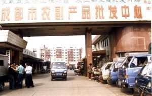 廣東金龍魚批發市場在哪里（廣東金龍魚批發市場位置）