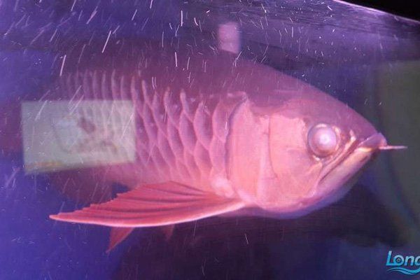 如何判斷紅龍魚蒙眼的嚴重程度？