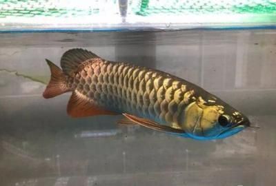 龍魚眼睛有白膜怎么辦然后就破了（龍魚水質管理技巧分享，龍魚用藥注意事項指南）