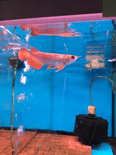 幼紅龍魚圖片 幼紅龍魚圖片 龍魚百科 第14張