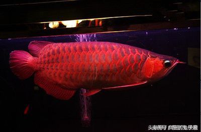 藍色龍魚大概多少錢一條：藍色龍魚多少錢一條