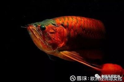加里曼丹龍魚【加里曼丹龍魚中國高端市場】