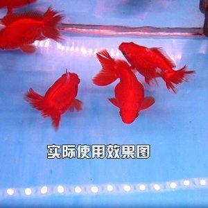 養龍魚魚缸燈一直開的嗎：養龍魚時魚缸燈并不是一直開著的,實際上適當的光照管理
