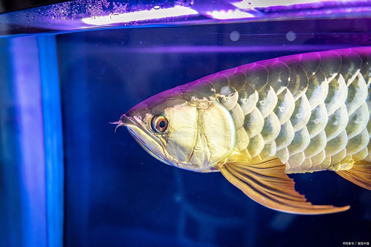 金龍魚成魚多大可以繁殖