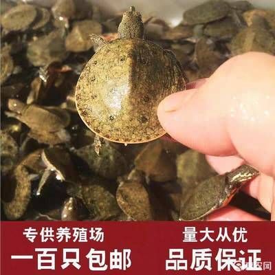 龍魚吃小甲魚有什么好處：龍魚吃小甲魚有什么好處龍魚吃小甲魚有什么好處