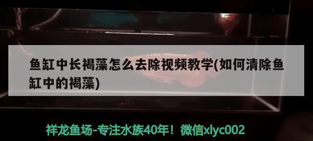 圓形魚缸安裝視頻教程，圓形魚缸過濾系統選擇指南