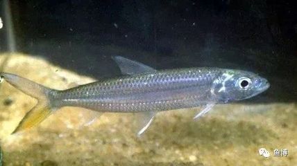 七紋巨鯉魚(yú)品種鑒別技巧，七紋巨鯉魚(yú)與普通鯉魚(yú)區(qū)別七紋巨鯉魚(yú)與普通鯉魚(yú)區(qū)別