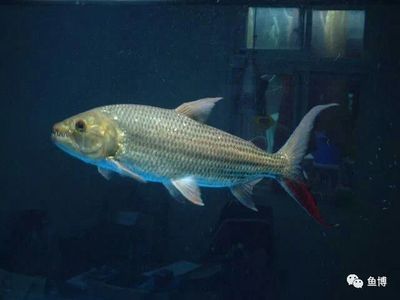 七紋巨鯉魚(yú)品種鑒別技巧，七紋巨鯉魚(yú)與普通鯉魚(yú)區(qū)別七紋巨鯉魚(yú)與普通鯉魚(yú)區(qū)別
