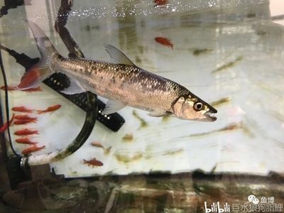 七紋巨鯉魚(yú)品種鑒別技巧，七紋巨鯉魚(yú)與普通鯉魚(yú)區(qū)別七紋巨鯉魚(yú)與普通鯉魚(yú)區(qū)別