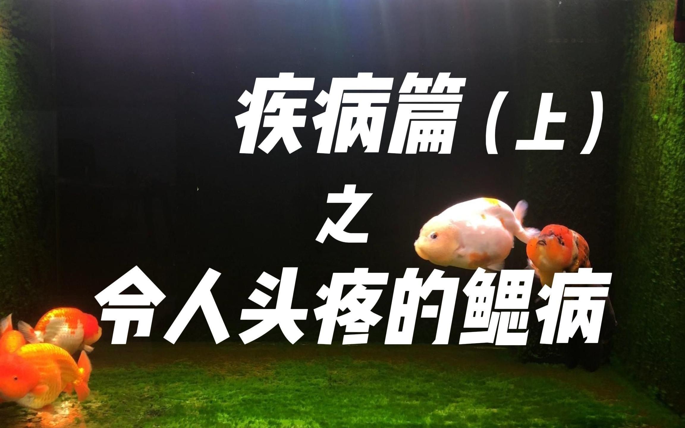 如何判斷魚是否得了爛鰓病？