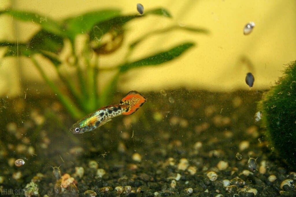 龍魚身上有白色起皮：龍魚身上出現(xiàn)白色起皮和起皮屑是怎么回事