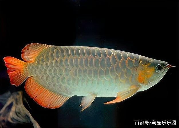 銀龍魚收鰭