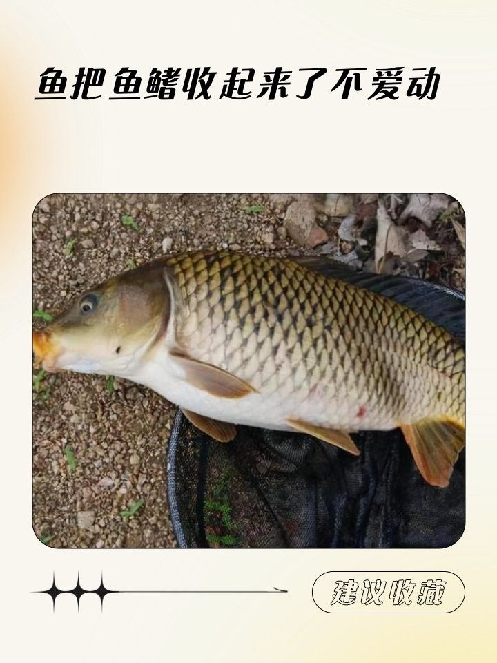 銀龍魚收鰭