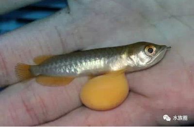龍魚眼珠一大一小：龍魚眼珠一大一小可能是天生的形態特征而不是天生的