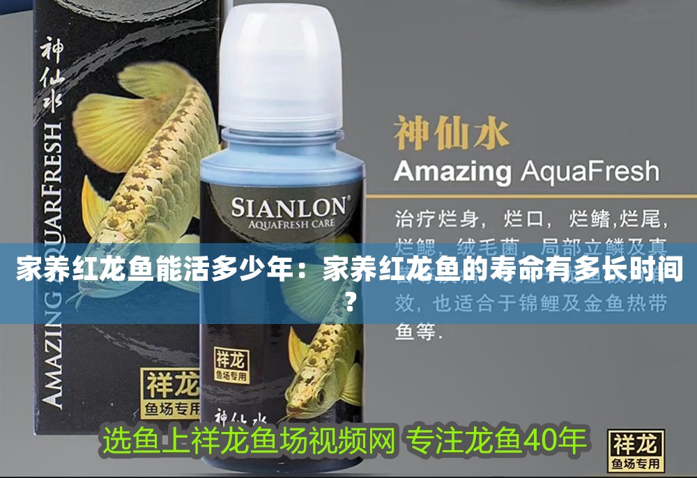 家養紅龍魚能活多少年：家養紅龍魚的壽命有多長時間？