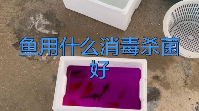 喂龍魚的飼料魚要怎么消毒才好