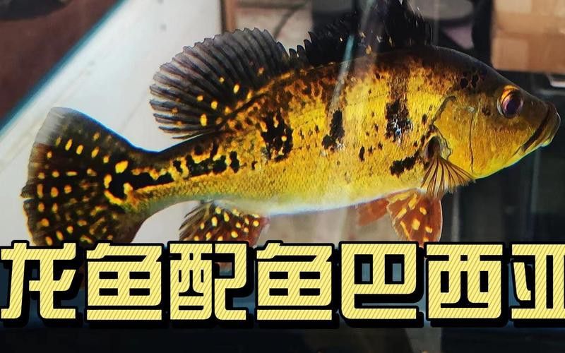 金龍魚(yú)和巴西亞混養(yǎng)視頻大全 金龍魚(yú)和巴西亞混養(yǎng)視頻大全 龍魚(yú)百科 第1張