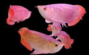 高品質(zhì)金龍魚價格走勢如何（金龍魚價格受哪些因素影響）