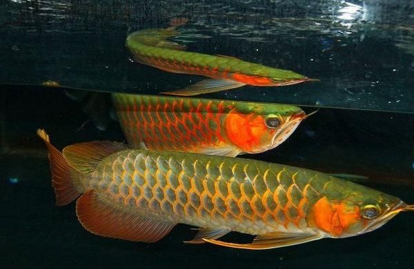 綠底紅龍魚什么品種