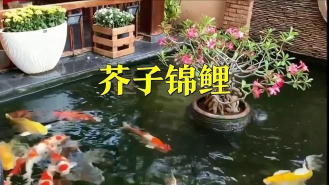 芥子錦鯉哪種顏色最好