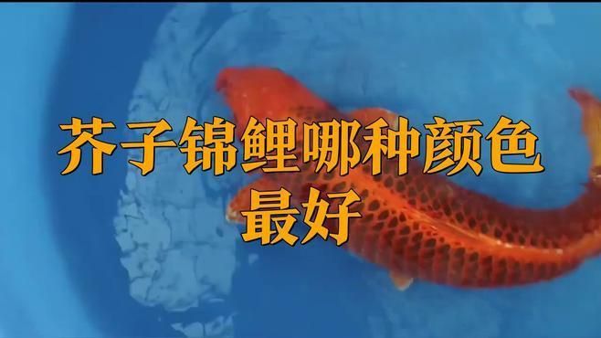 芥子錦鯉哪種顏色最好