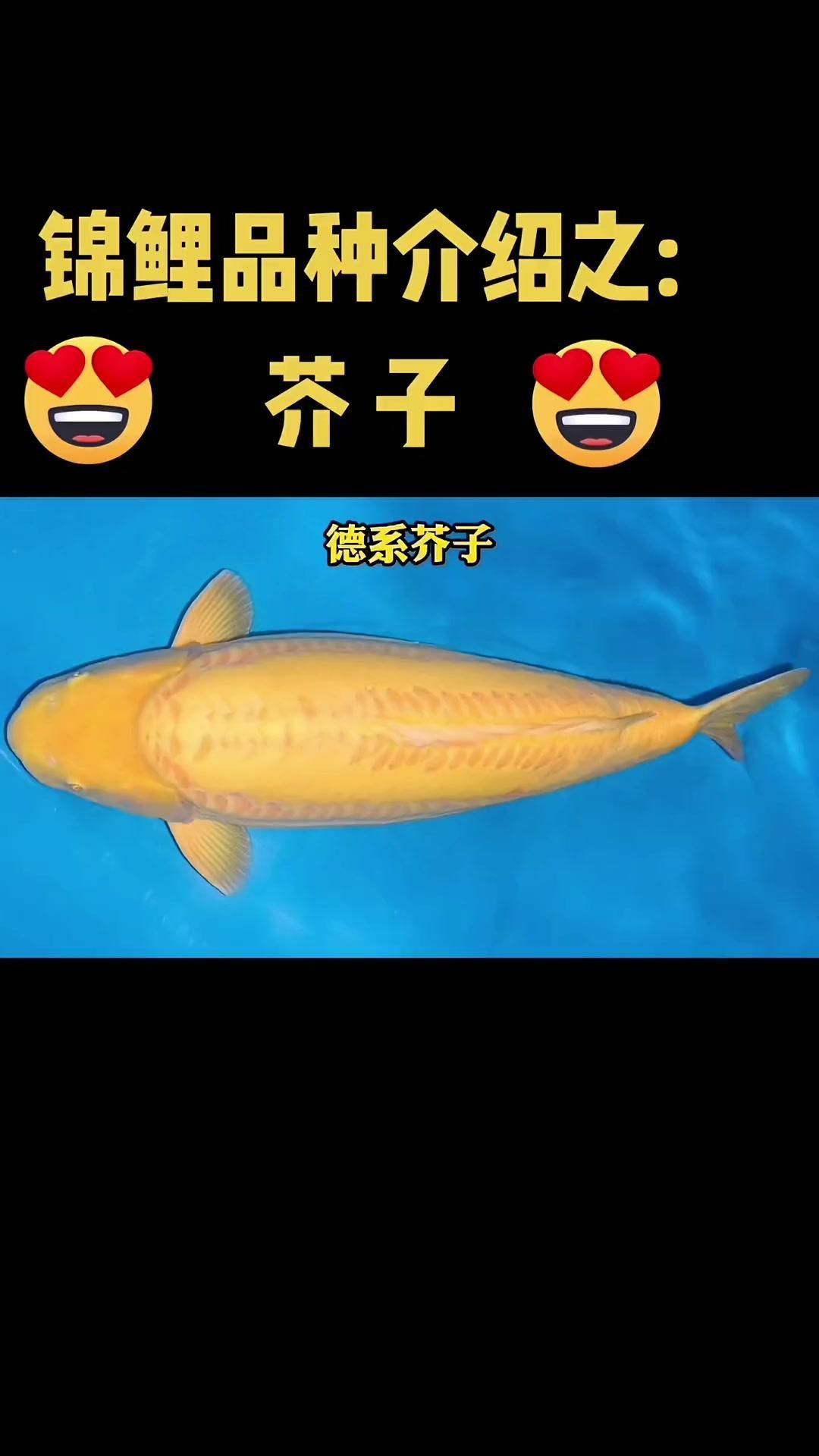 芥子錦鯉哪種顏色最好