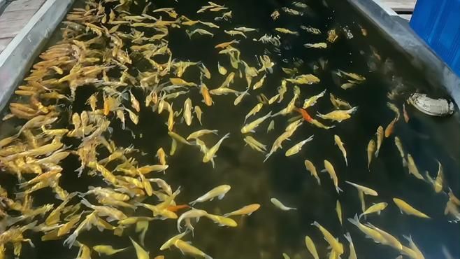 芥子錦鯉哪種顏色最好