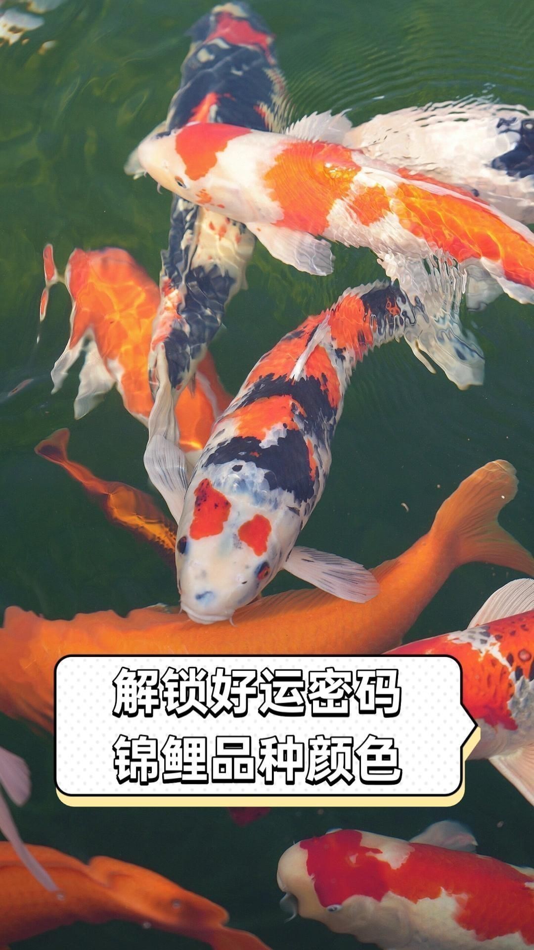 芥子錦鯉哪種顏色最好