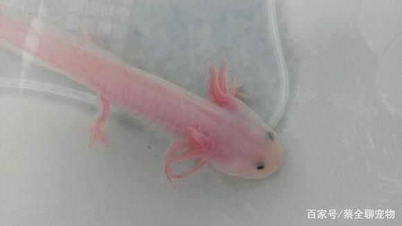 龍魚的生長過程：龍魚從幼年到成體的生長發育過程及其對環境條件的要求