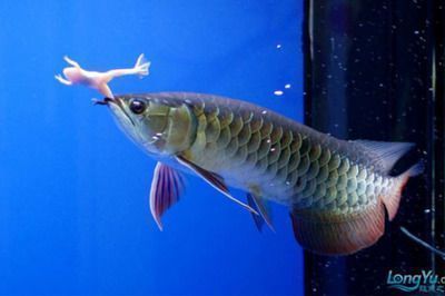 最好看的金龍魚是什么魚品種，金龍魚品種鑒賞技巧