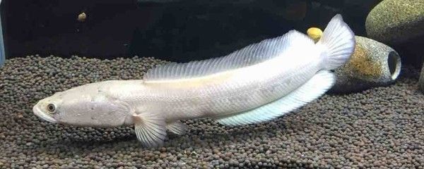 什么雷龍魚好養(yǎng)殖（適合初學(xué)者養(yǎng)殖的雷龍魚品種：紅白龍魚的養(yǎng)殖難度高）