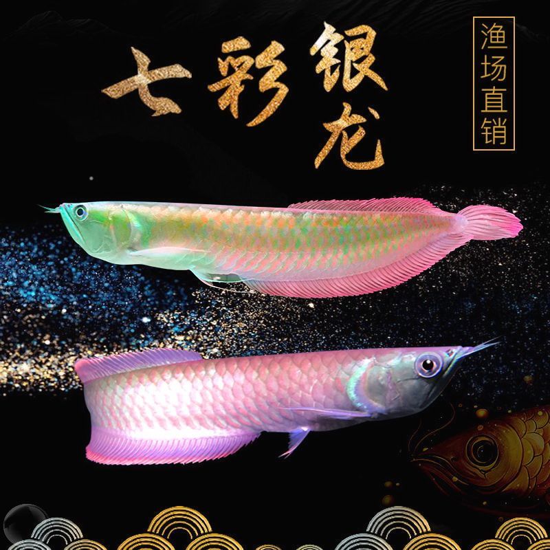 紅眼白子龍魚能長多大：紅眼白子龍魚的生長潛力