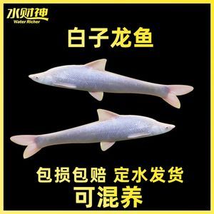 紅眼白子龍魚能長多大：紅眼白子龍魚的生長潛力