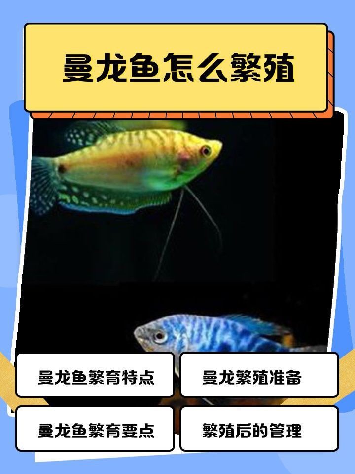 曼龍魚繁殖一次產(chǎn)多少卵？