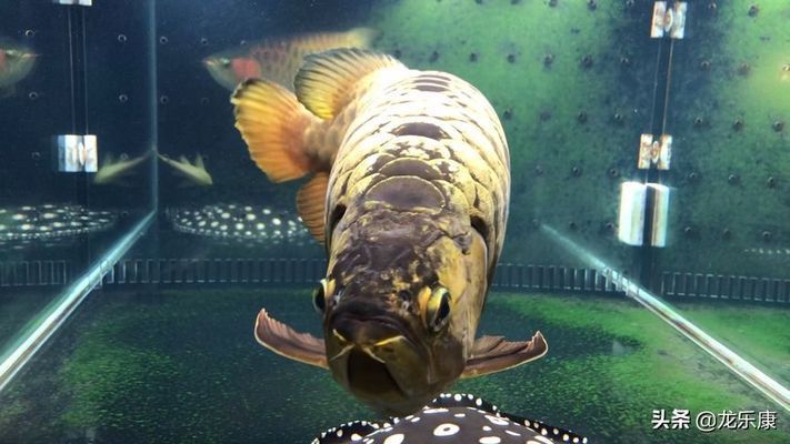 龍魚疾病預防方法視頻教程：龍魚水質管理技巧分享龍魚疾病預防和治療方法分享